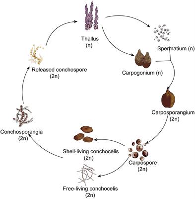 H2O2 drives the transition from conchocelis to conchosporangia in the red alga Pyropia haitanensis with promotion facilitated by 1-Aminocyclopropane-1-carboxylic acid